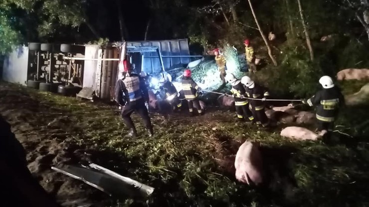 Wypadek ciężarówki przewożącej świnie. Kierowca nie przeżył