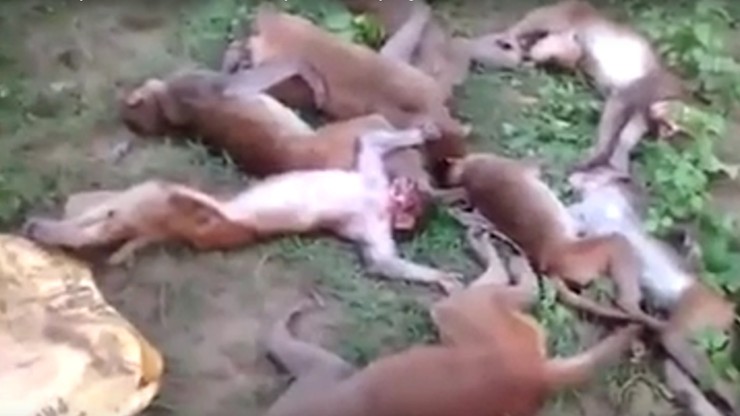 Dostały zawału serca, bo przestraszyły się tygrysa. 12 małp zmarło w jednej chwili