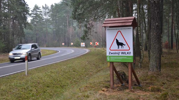 Coraz więcej wilków w Lubuskiem - tablice ostrzegają kierowców