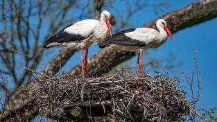 24.05.2021 09:30 Bociany doczekały się młodych. Zobacz, co się dzieje w największej bocianiej wiosce w Polsce