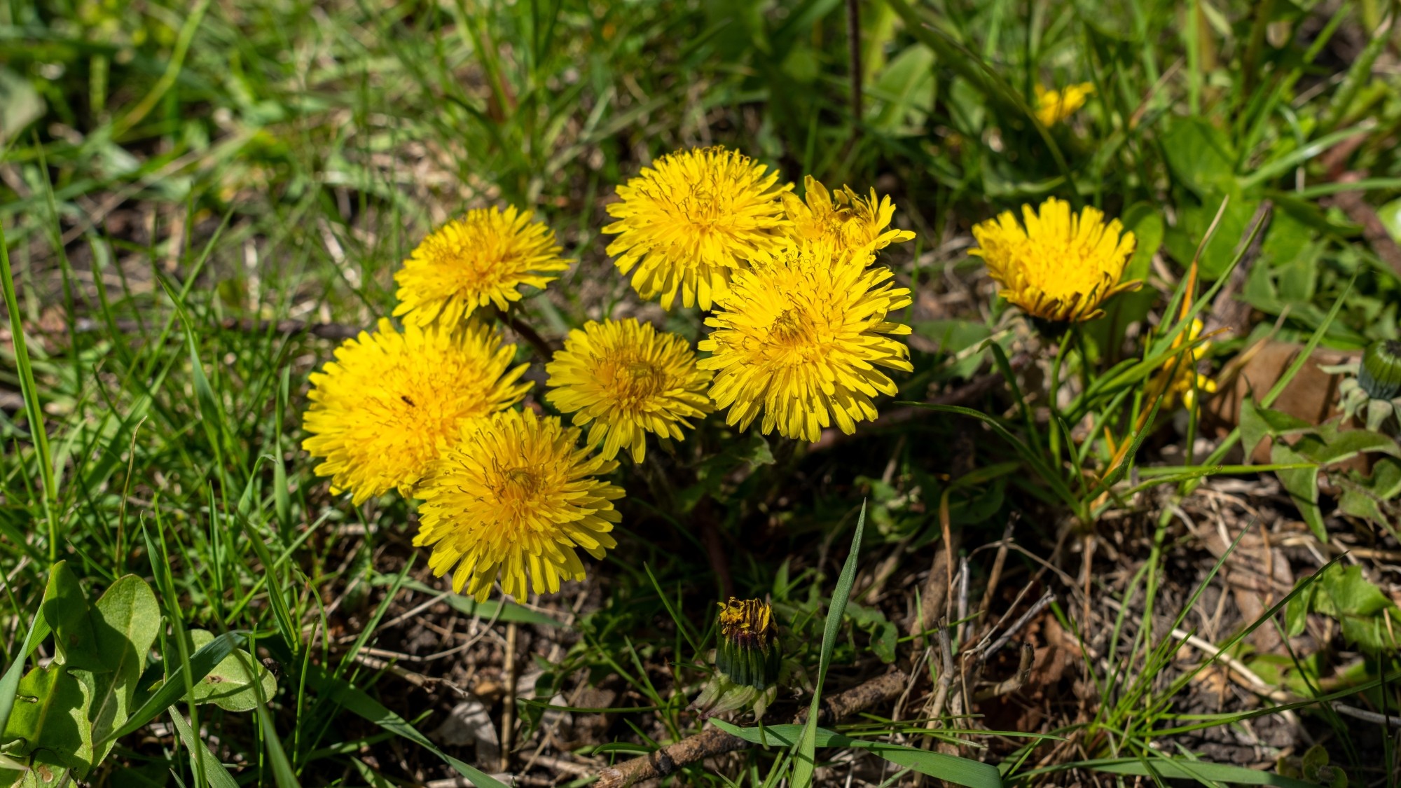 Miejska przyroda - zdjęcie 38