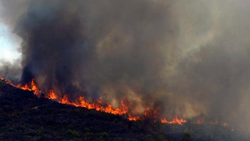 Spalone obszary Portugalii to już ponad połowa tegorocznych pogorzelisk w UE