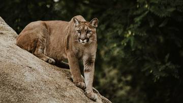 Puma znów widziana pod Jedwabnem. Samorząd ostrzega mieszkańców