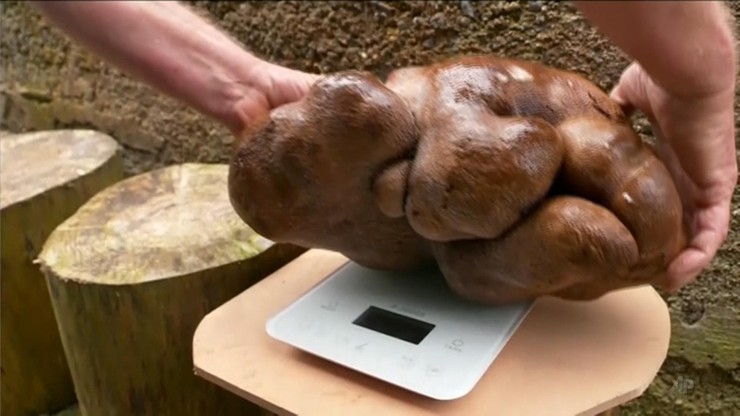 Nowa Zelandia. Wykopano olbrzymiego ziemniaka. Jest największy w historii