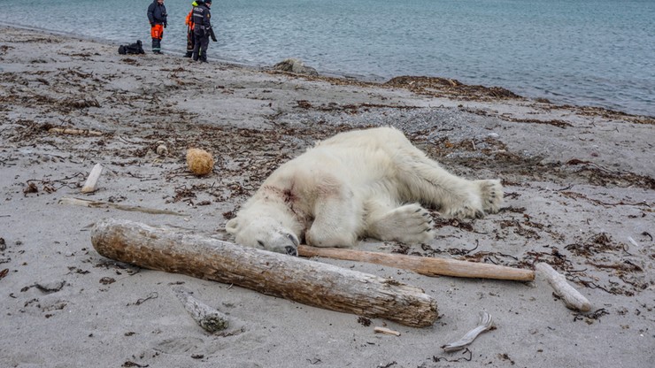 Niedźwiedź polarny zastrzelony przez straż wycieczkowego rejsu. Miał zaatakować członka załogi