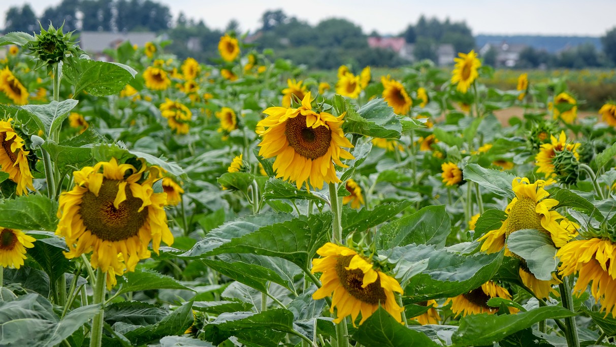 Sierpień w obiektywie - zdjęcie 5