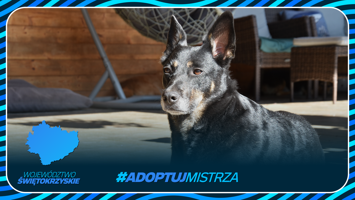Portret czarno-brązowego psa siedzącego na zewnątrz, z logo województwa świętokrzyskiego i hasłem #ADOPTUJ MISTRZA.