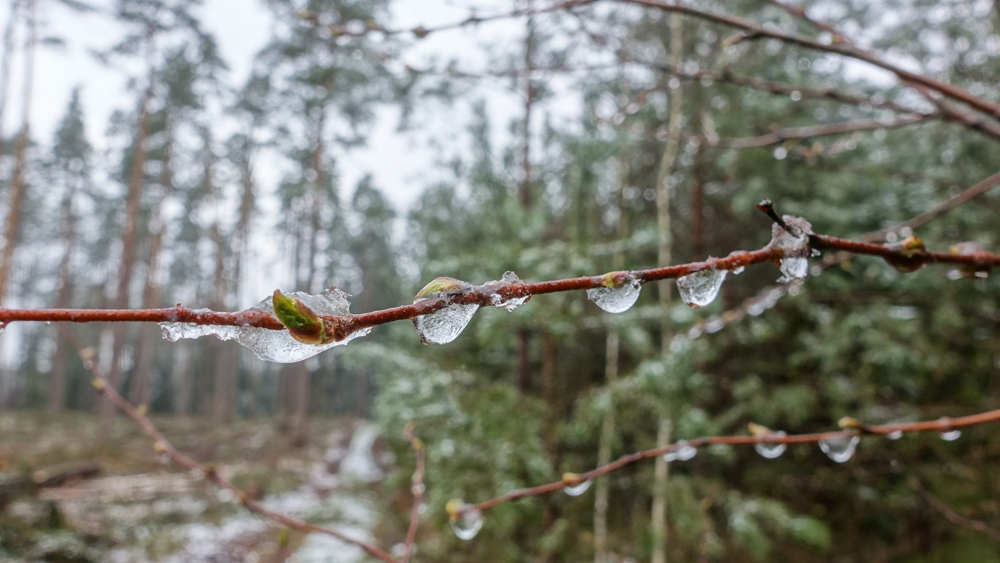 Zima w maju - zdjęcie 8