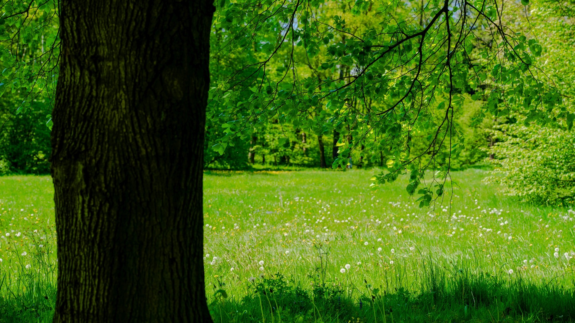 Zachwycający maj - zdjęcie 39