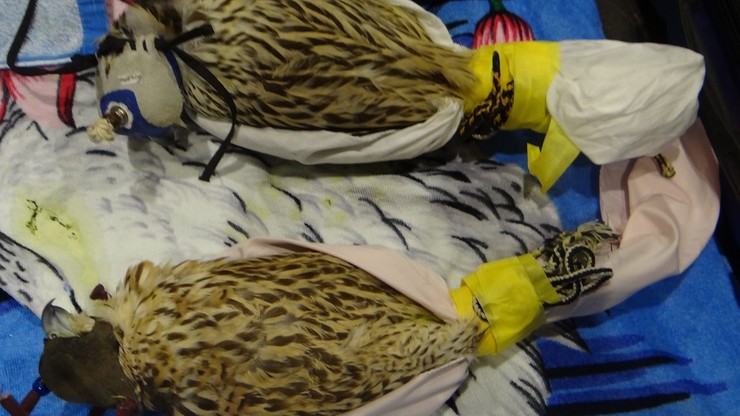 Medyka: Przemytnik przewoził żywe sokoły w bagażach. Ptaki były odurzone i skrępowane