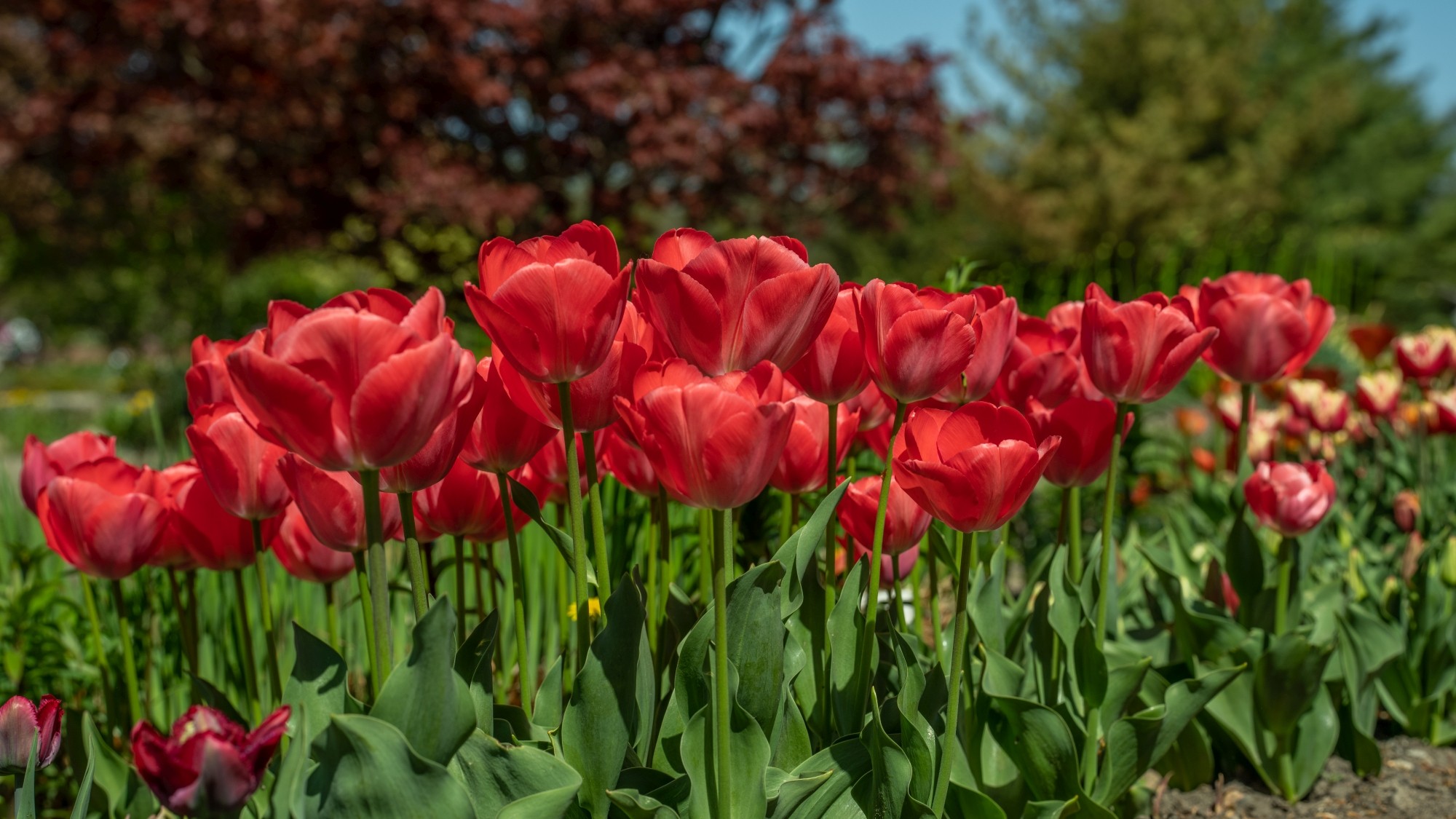 Wiosenna opowieść - zdjęcie 23