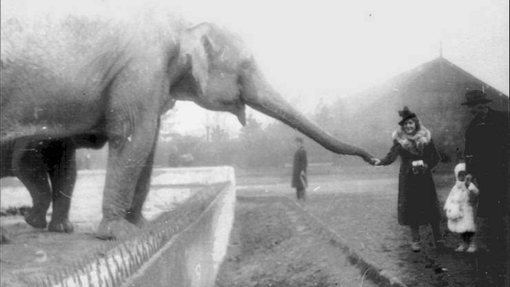 Warszawskie zoo podzieliło się nagraniem z czasów wojny. "Absolutna perła"