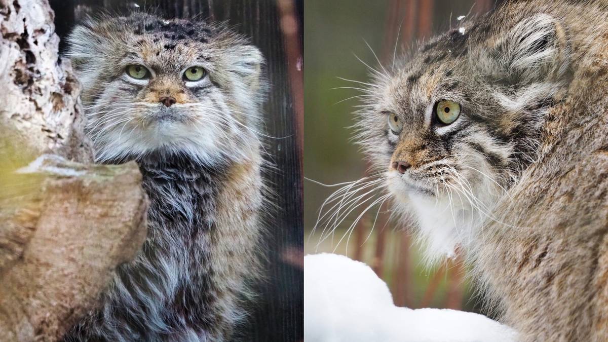 Zdjęcie przedstawia manula stepowego Jessie, zwycięzcę konkursu na Zwierzaka Roku 2025 w warszawskim zoo.