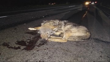 Młodego wilka potrącił samochód. Weterynarz uratował mu życie