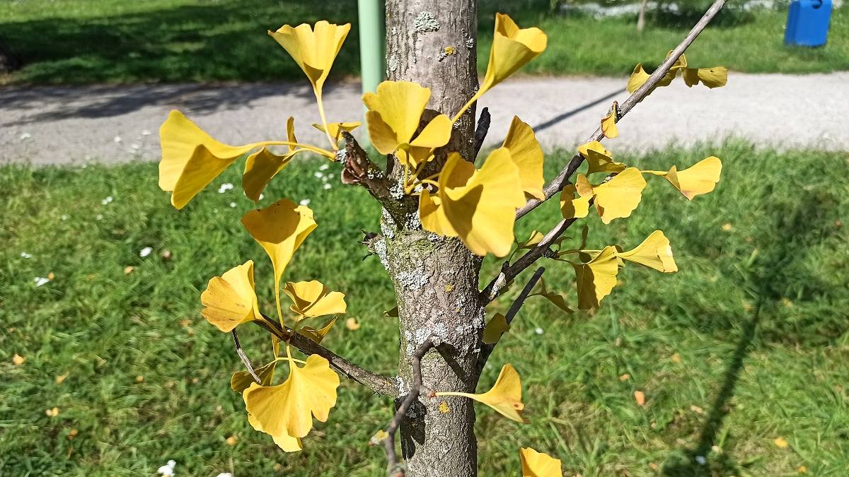 Miłorząb dwuklapowy. Fot. TwojaPogoda.pl