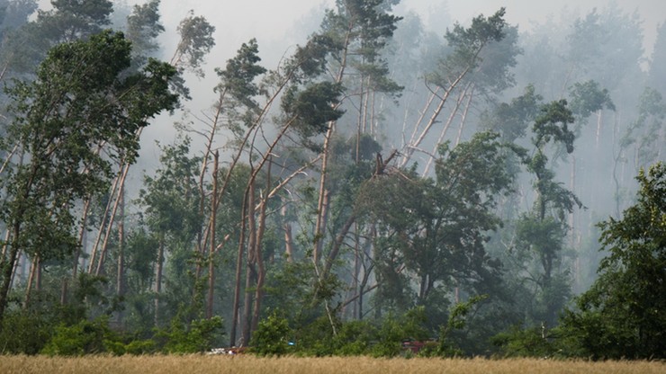Ktoś podpala lasy zniszczone przez huragan stulecia. Wyznaczono nagrodę za wskazanie piromana