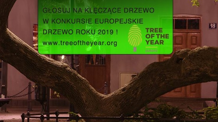 "Klęczące drzewo" z Lubelszczyzny walczy o tytuł Europejskiego Drzewa Roku