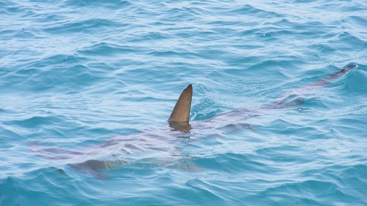 Rekin zabił czeskiego turystę w egipskim kurorcie. Morze wyrzuciło fragmenty ciała