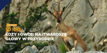 Kozy i owce: Najtwardsze głowy w przyrodzie