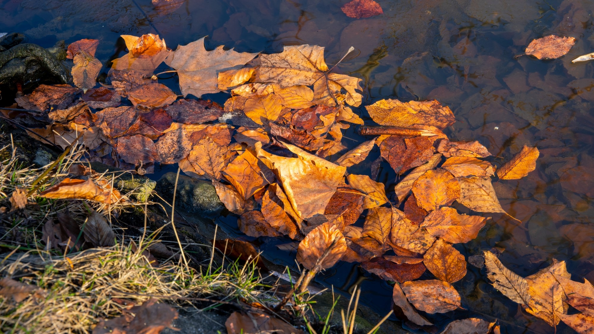 Wiosna coraz bliżej - zdjęcie 20