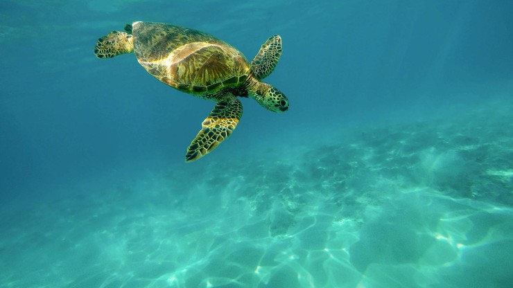 Japonia: Na plaży naleziono co najmniej 30 martwych żółwi. Część z nich miała rany kłute