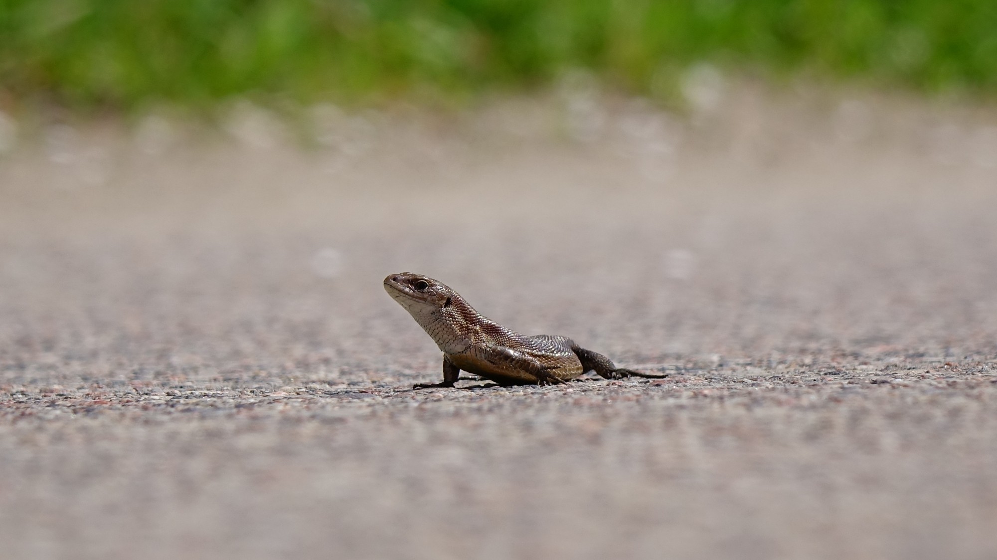 Z kamerą wśród zwierząt - zdjęcie 90