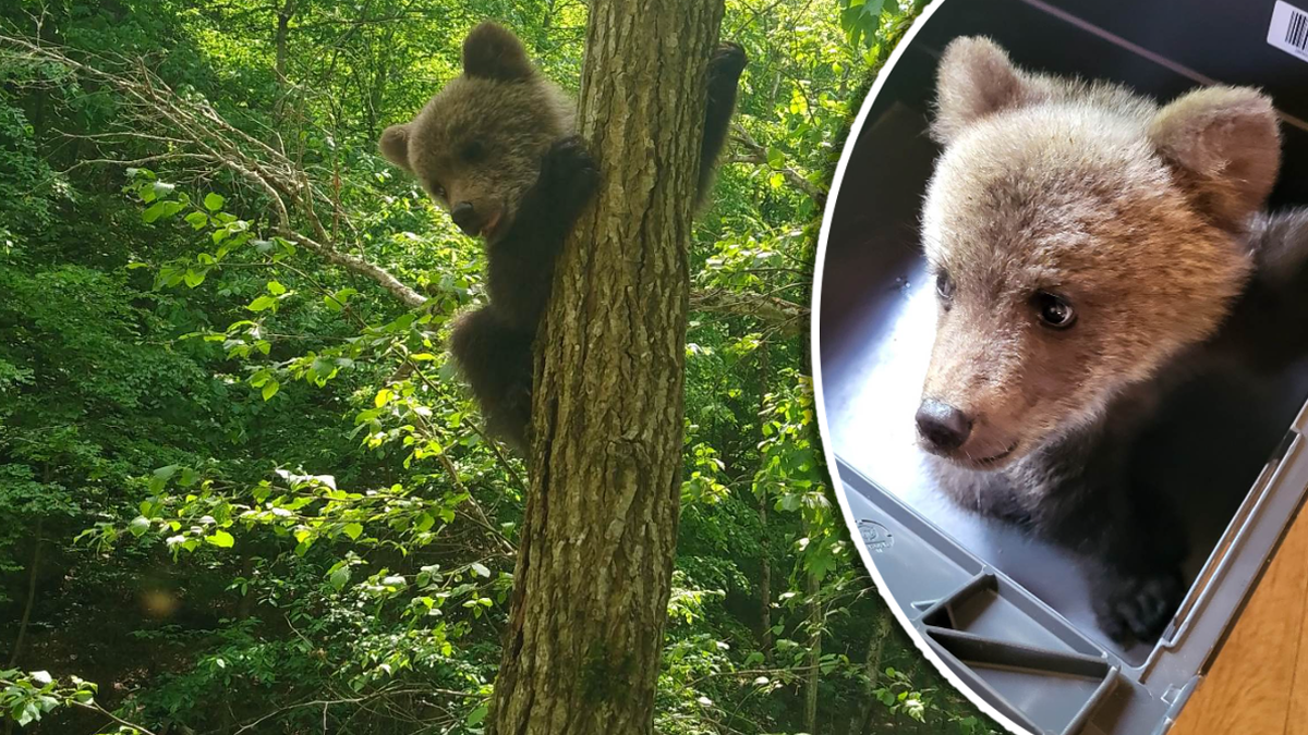 România: Salvamontiştii au salvat un pui de urs în vârstă de 4 luni