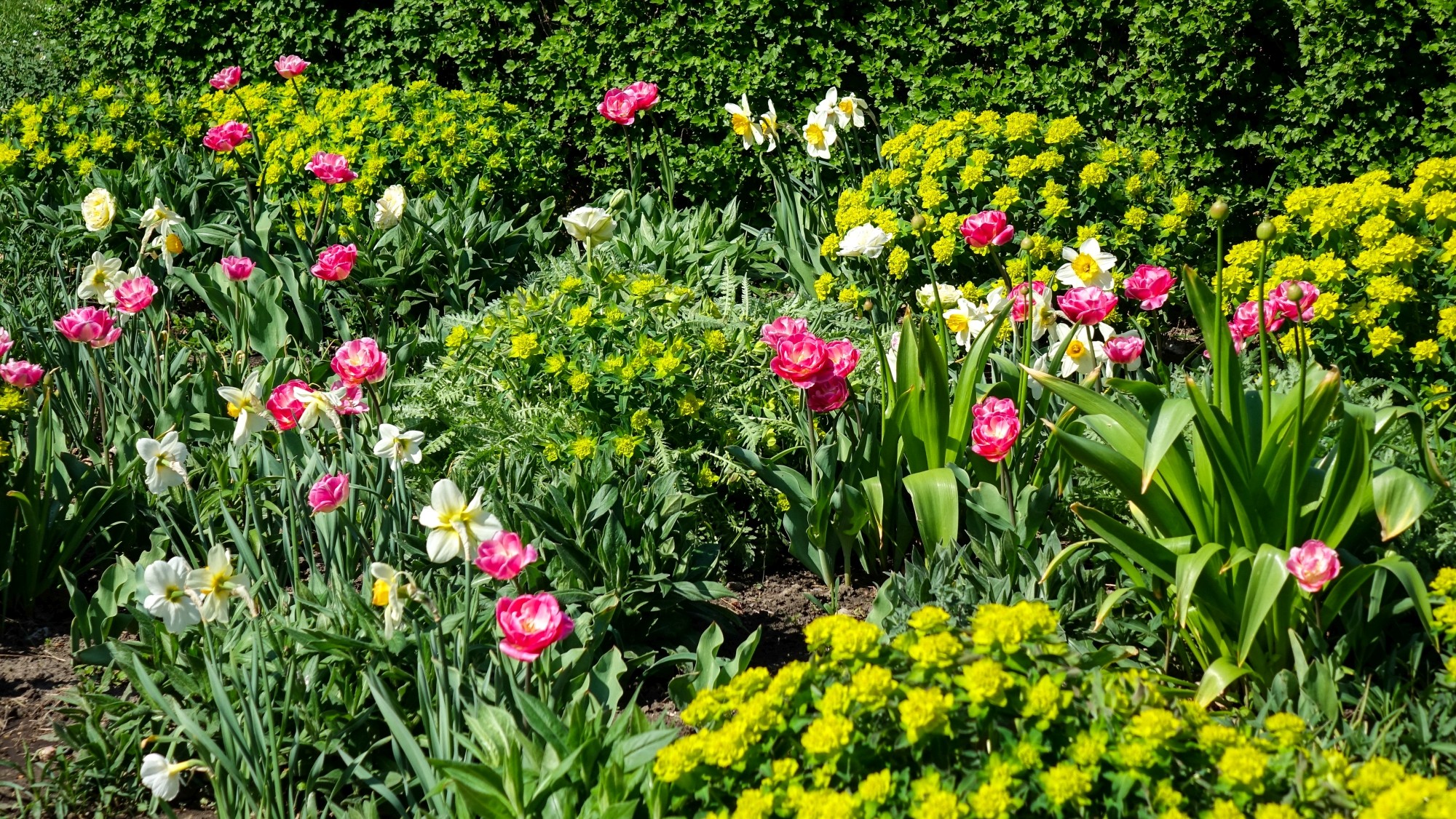 Kwitnąca wiosna - zdjęcie 11