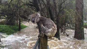 Cyklon Debbie spustoszył Australię. Ucierpieli ludzie i przyroda