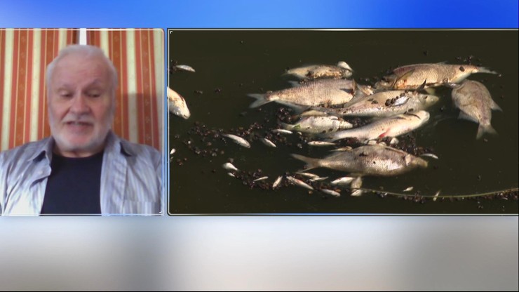 Co zabiło ryby w Odrze? Ekspert obala rządowe teorie