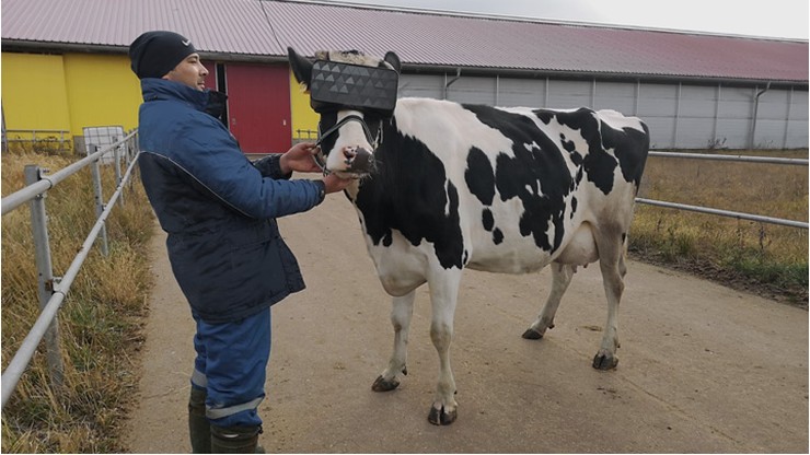 Krowy w okularach VR. Dzięki nim "wybiegają" na letnią łąkę i dają więcej mleka