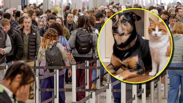 "Powietrzny most dla zwierząt". Dziesiątki psów i kotów ewakuowano z Bliskiego Wschodu