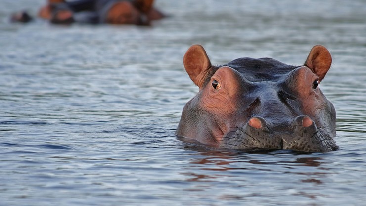 Hipopotamy z dawnego Zoo Pablo Escobara zagrożeniem dla ludności. Zajmie się nimi włoski weterynarz