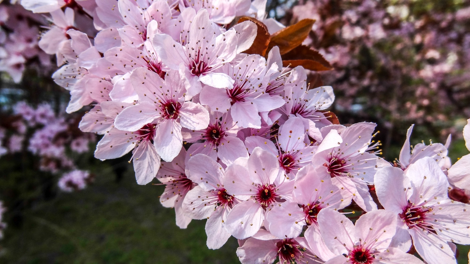 Kwitnąca wiosna - zdjęcie 6