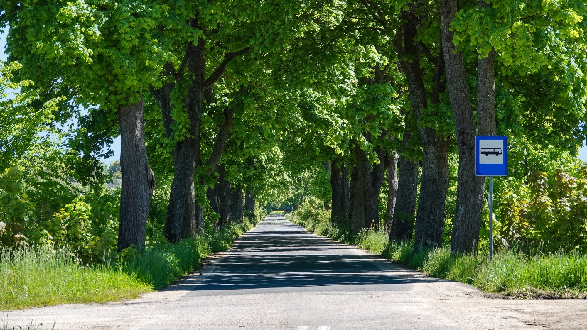 Lato w plenerze - zdjęcie 26