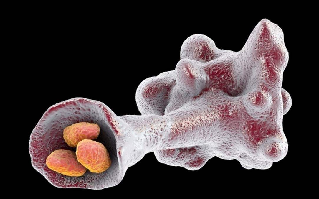 Naukowcy alarmują o rosnącym zagrożeniu ze strony niebezpiecznych ameb