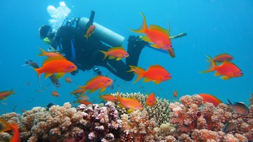 Wielka Rafa Koralowa blaknie w szybkim tempie. Naukowcy: to wina nadużywania paliw kopalnych