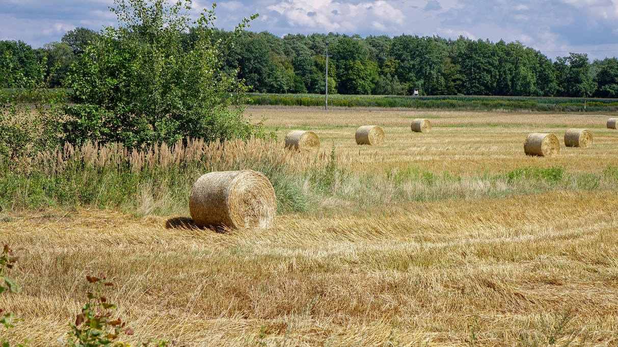 Sierpień w obiektywie - zdjęcie 10