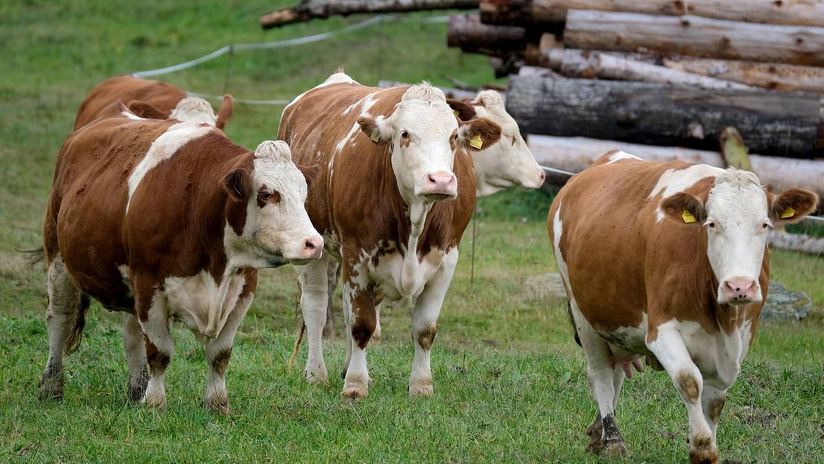 Groźna choroba w Niemczech. Lekarz weterynarii wskazał na "poważne zagrożenie"