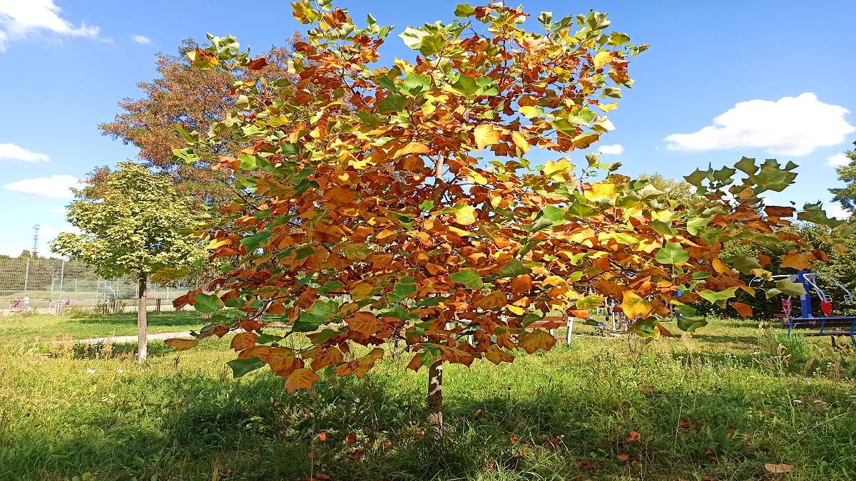 Tulipanowiec amerykański w jesiennej szacie. Fot. TwojaPogoda.pl