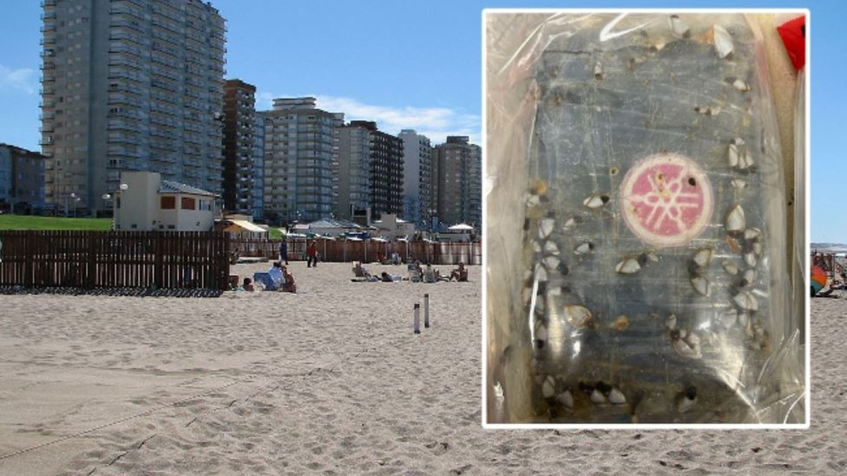 USA: Spacerowali po plaży i trafili na tajemnicze paczki. Zawartość wyceniono na 500 tys. dolarów
