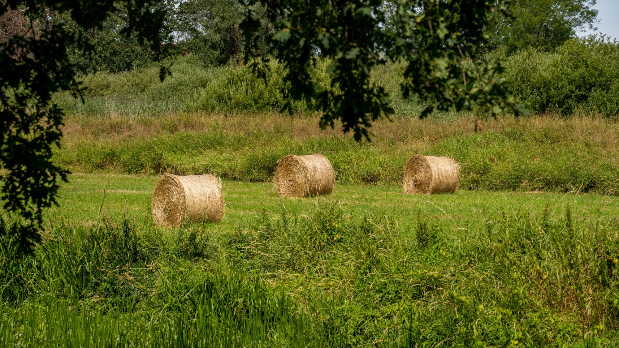 Kolory lata - zdjęcie 37