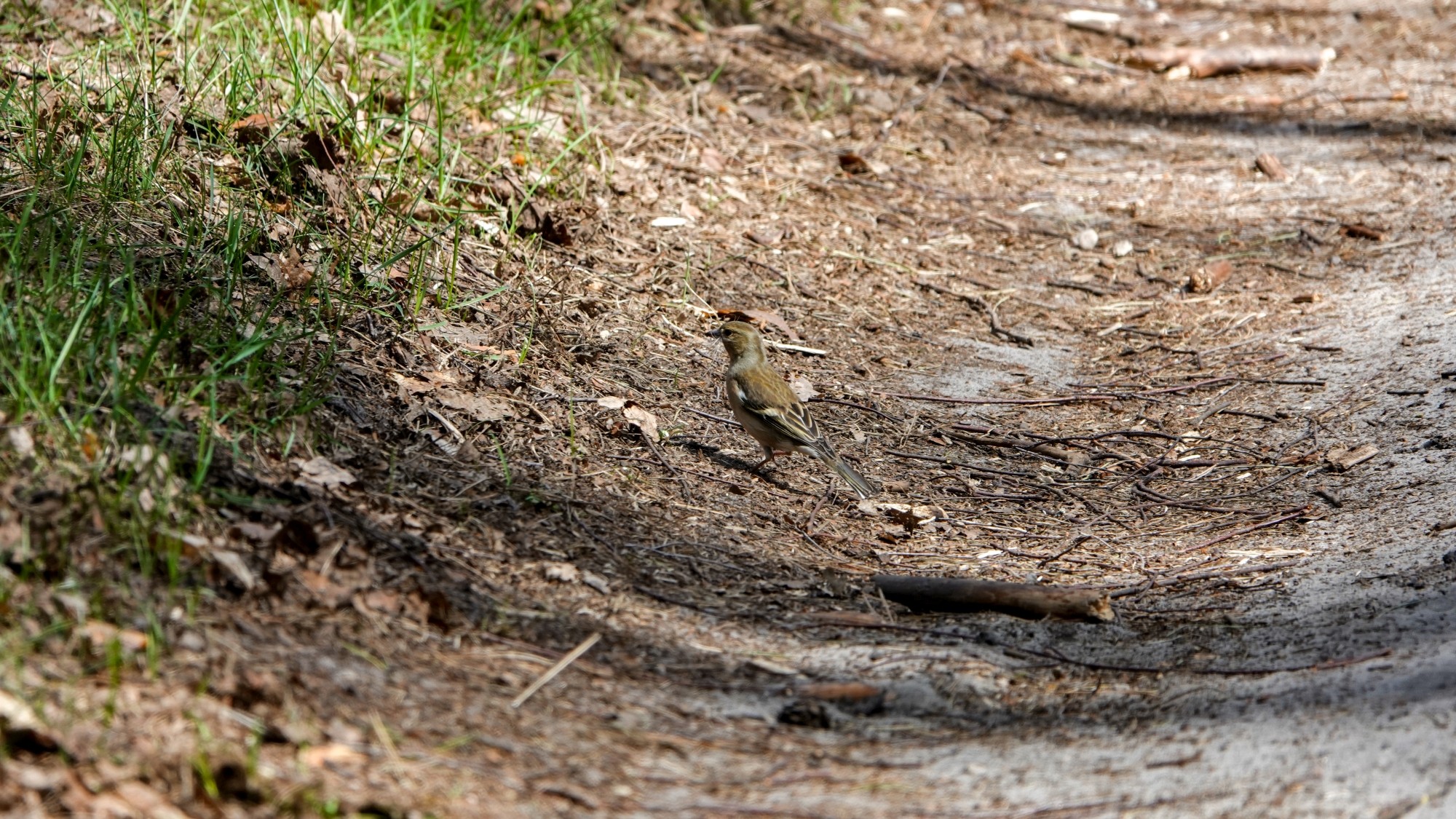 Z kamerą wśród zwierząt - zdjęcie 59