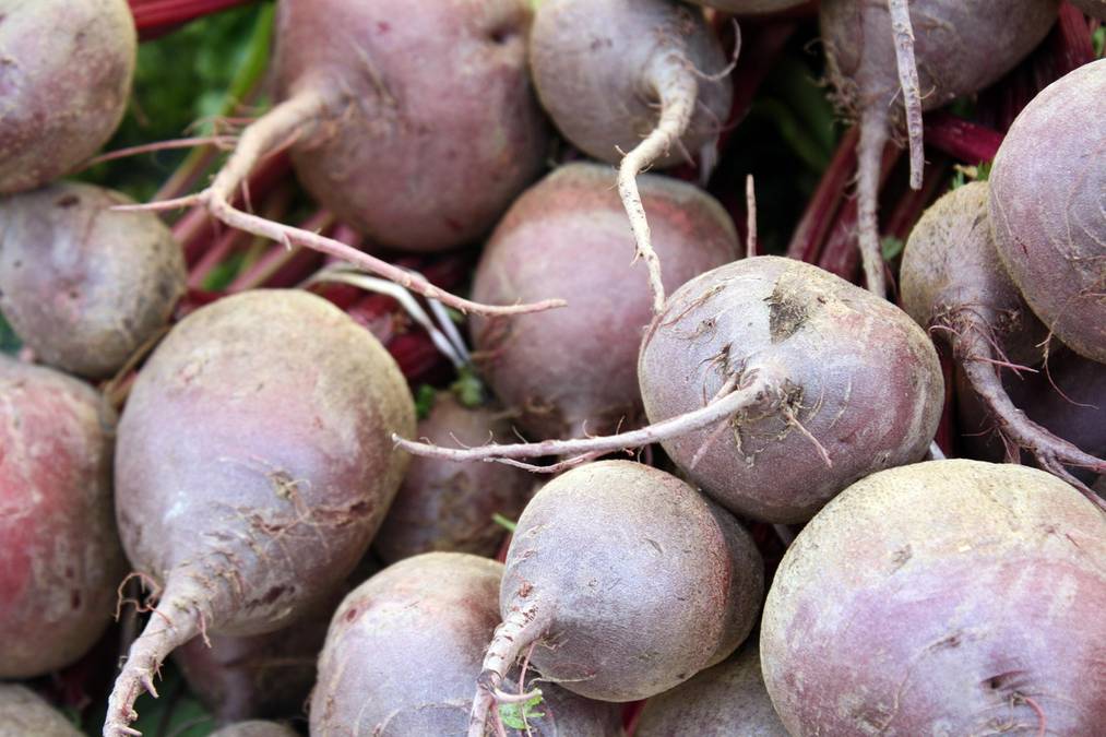 Buraki cukrowe wciąż zalegają na polach w Niemczech