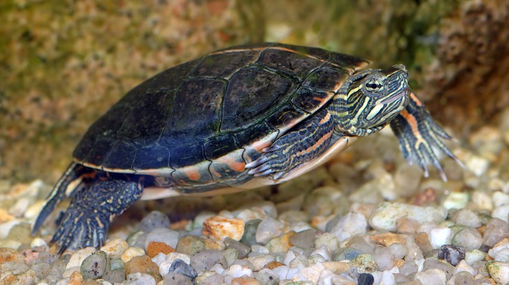 Zmiany klimatu mogą przyczynić się do wymarcia żółwi malowanych