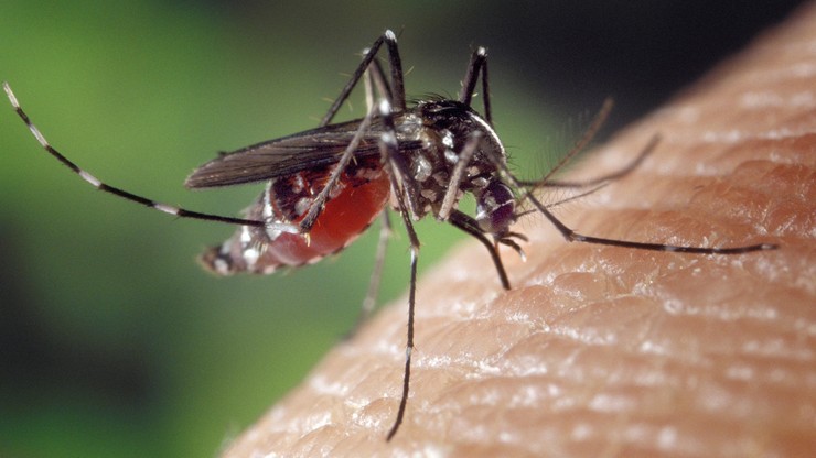 Sanepid skontrolował środki do zwalczania komarów i kleszczy. Wycofano prawie 200 produktów
