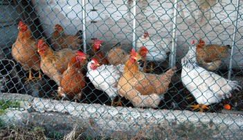 Wirus ptasiej grypy w Zachodniopomorskiem. Resort rolnictwa zaleca ostrożność