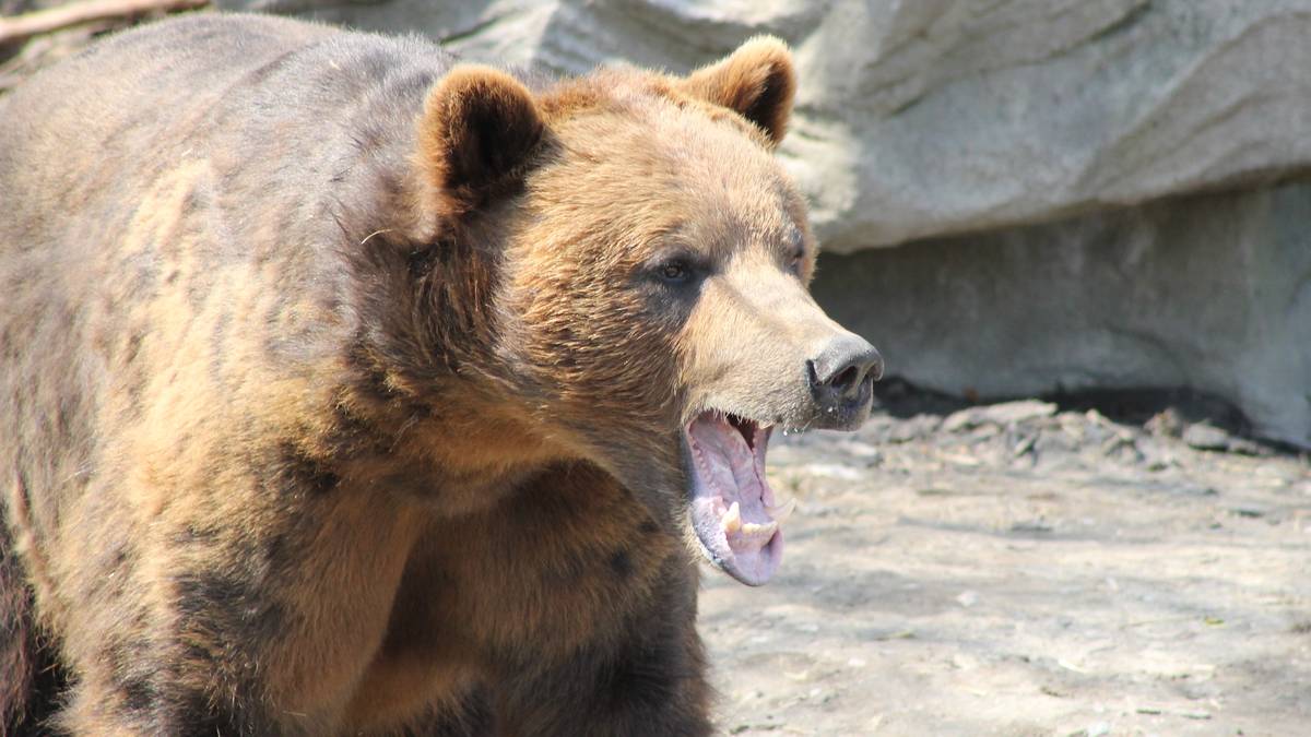 Atak niedźwiedzia w chorwackim parku. "Ostrzegaliśmy, żeby tego nie robić"