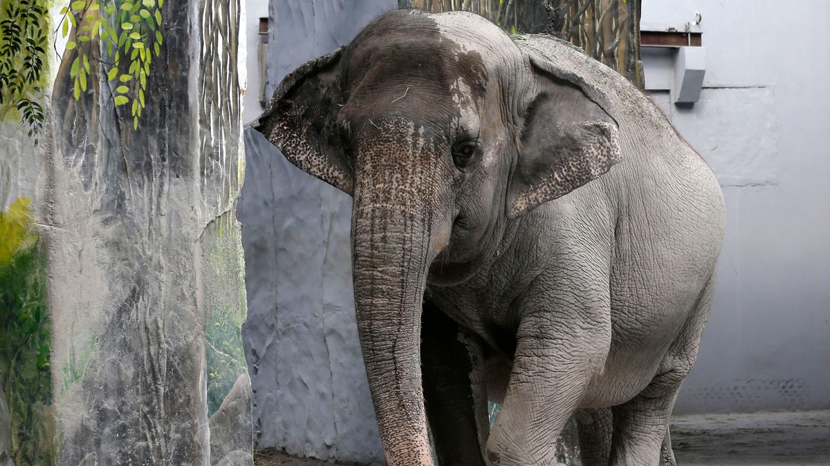 Filipiny. Nie żyje "najsmutniejszy" słoń na świecie
