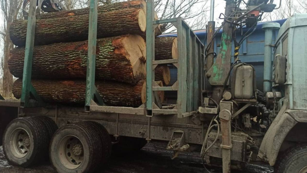 Ucraina.  Hanno rubato legna da Chernobyl.  Un gruppo di criminali nell'area proibita